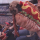 Illustration for article titled Heres A Dog Dressed As A Hot Dog, Eating A Hot Dog